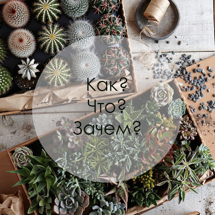 Преображение интерьера с домашними растениями: идеи, нестандартные вазоны, фитодизайн и практические зоны